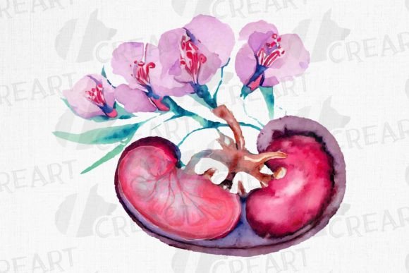 Integrating Human Anatomical Kidney with Flowers into Creative and Professional Workflows